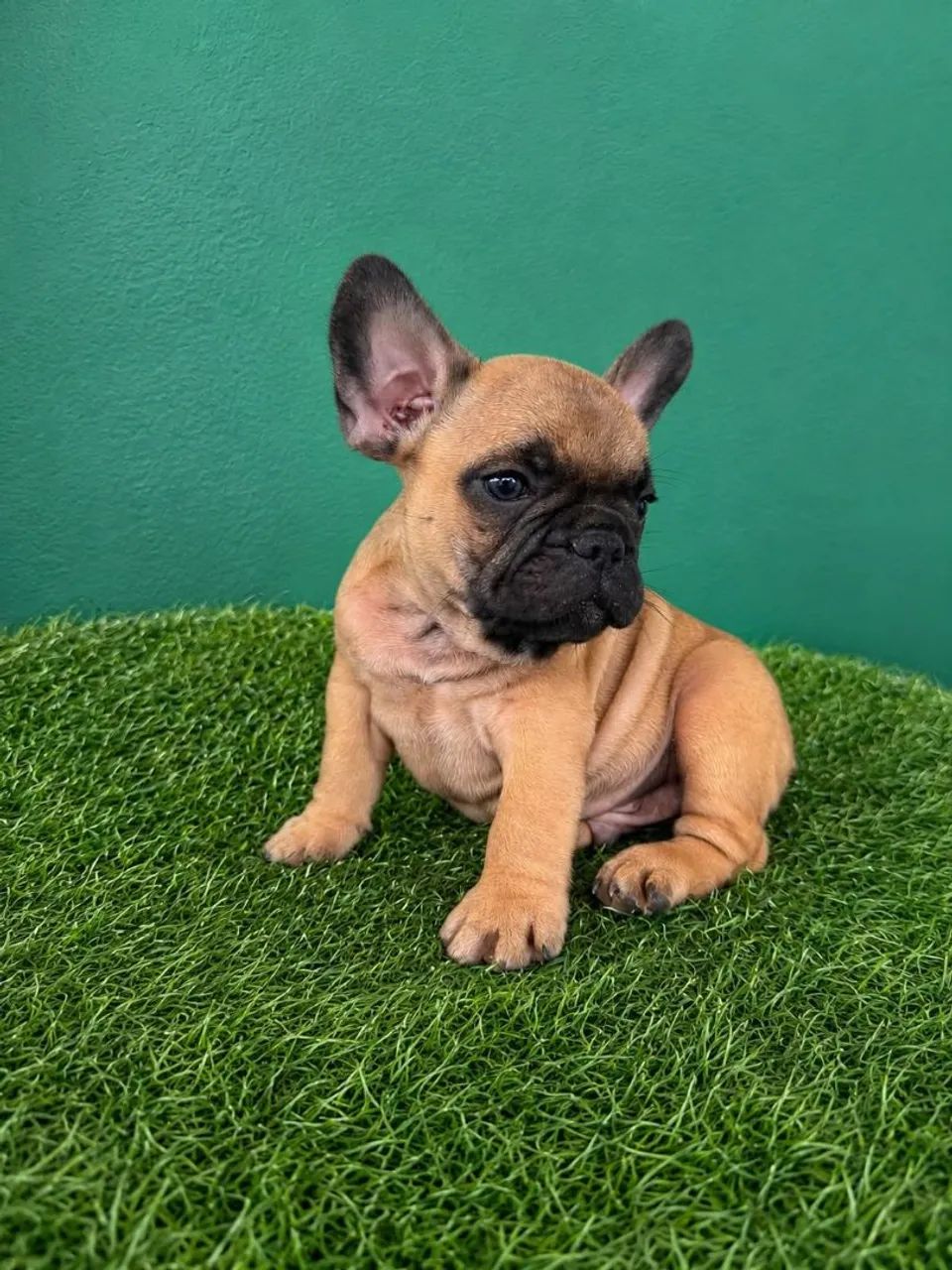 Bulldog francês 