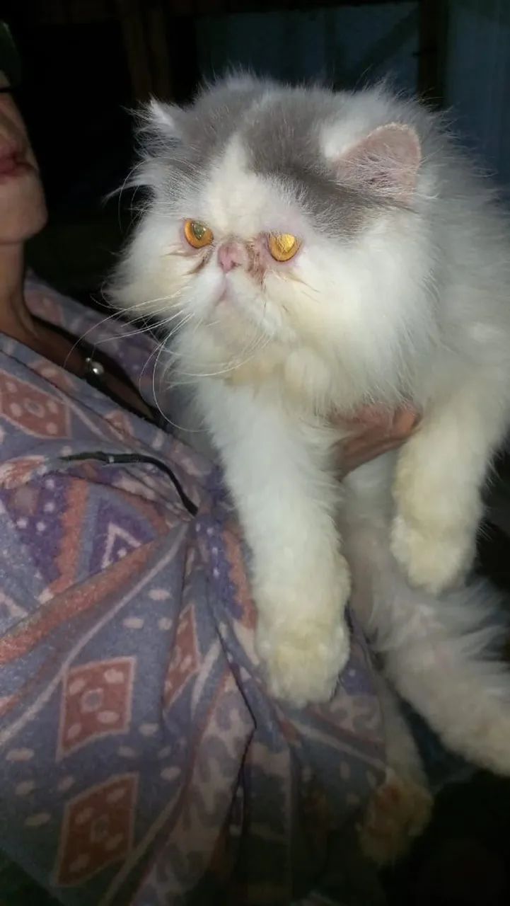 Gatinho persa  - Foto 3