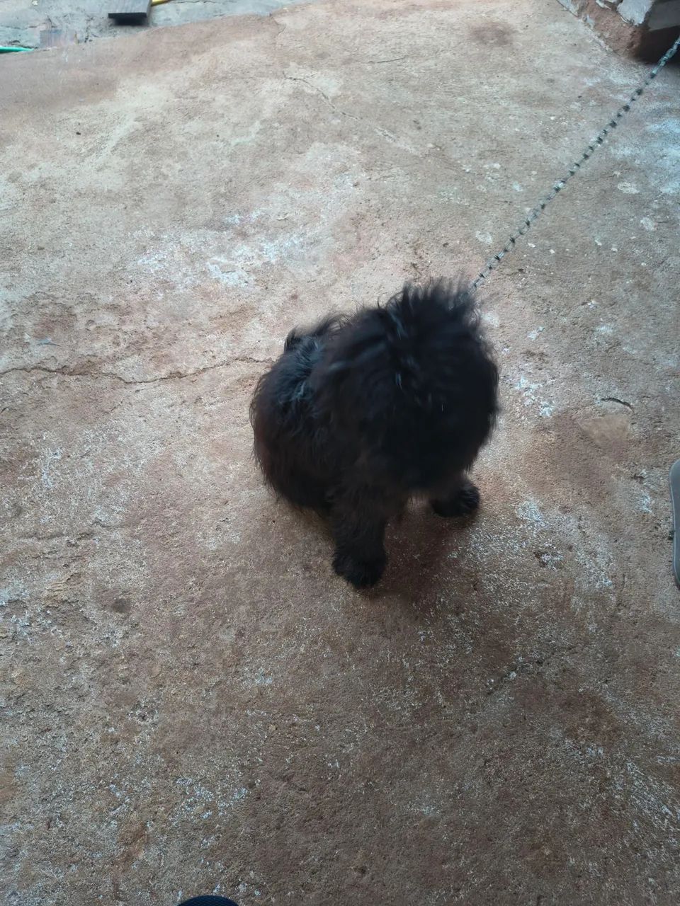 Cachorro 