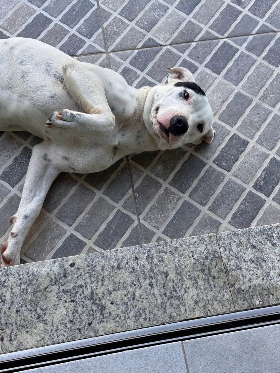 Doação responsável  - Foto 3