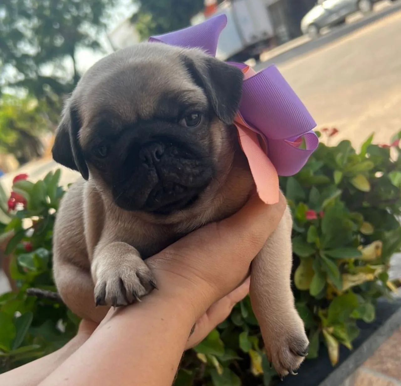 Pug - Foto 3