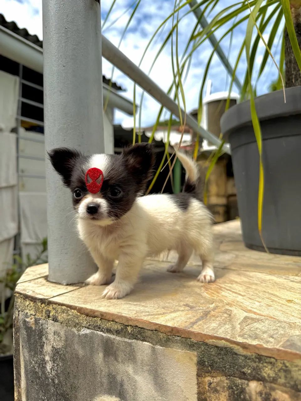 Chihuahua Tendência  - Foto 2