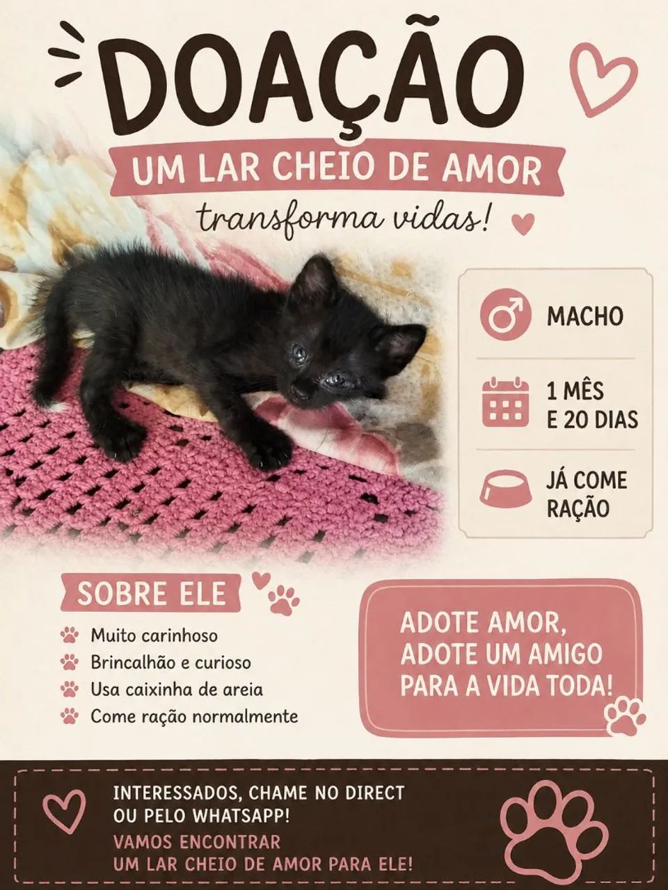 Gato macho 