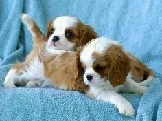 Cavalier King Cavalier 