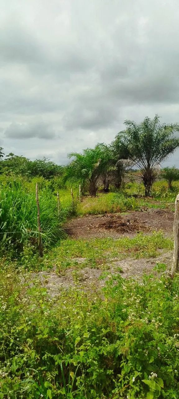 Terreno grande e excelente para sítio  - Foto 2