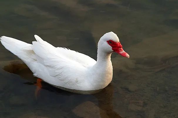 Patas Domésticas