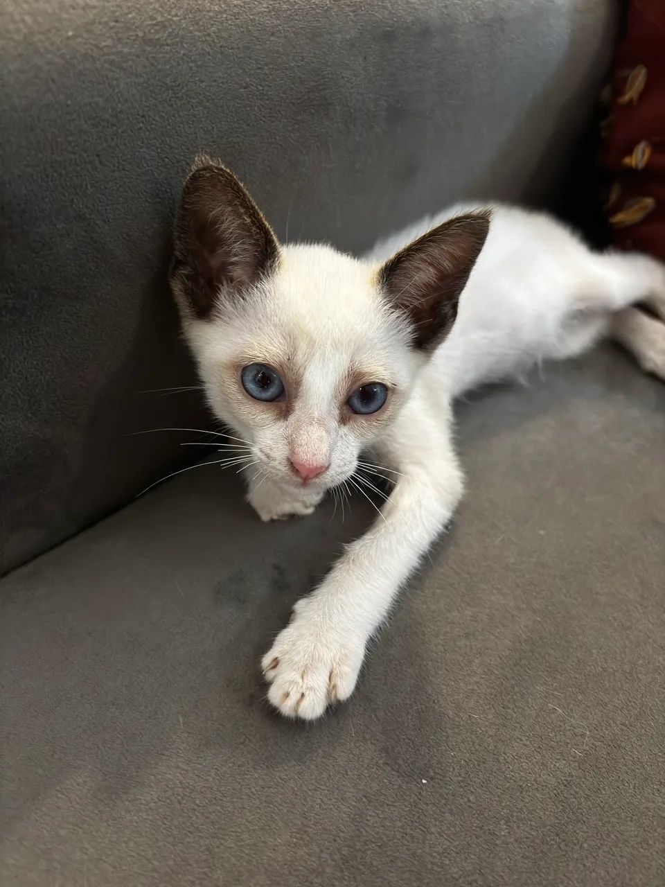 Gatinha filhote disponível para adoção  - Foto 3