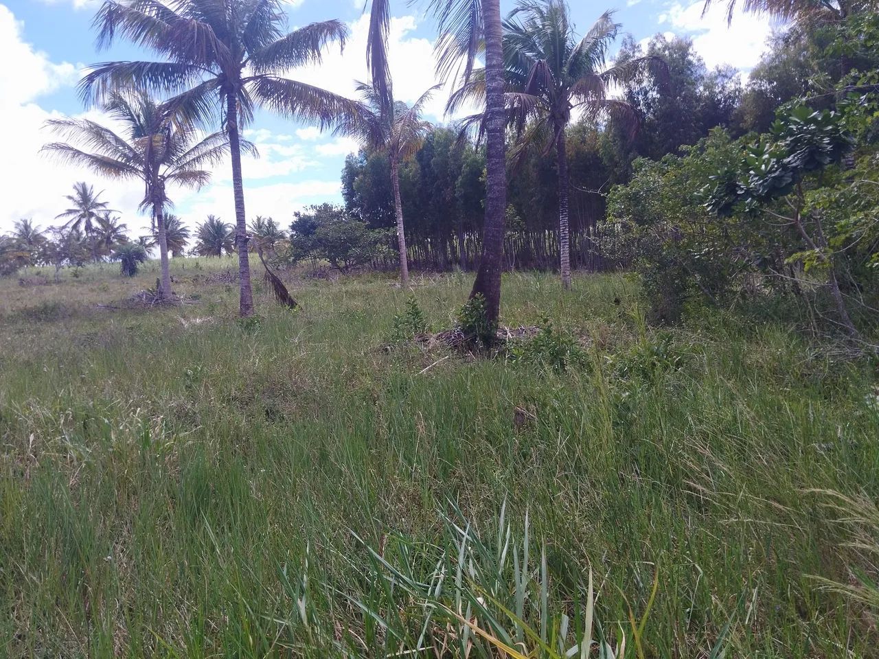 Lote grande  com escritura, sem nenhuma restrição  - Foto 2