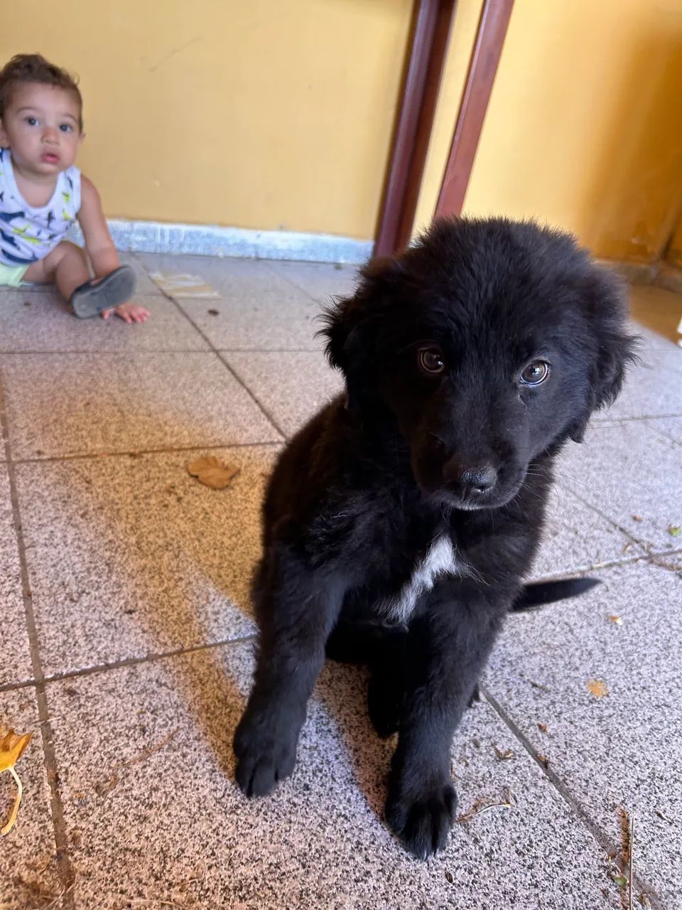 Labrador preto - Foto 5