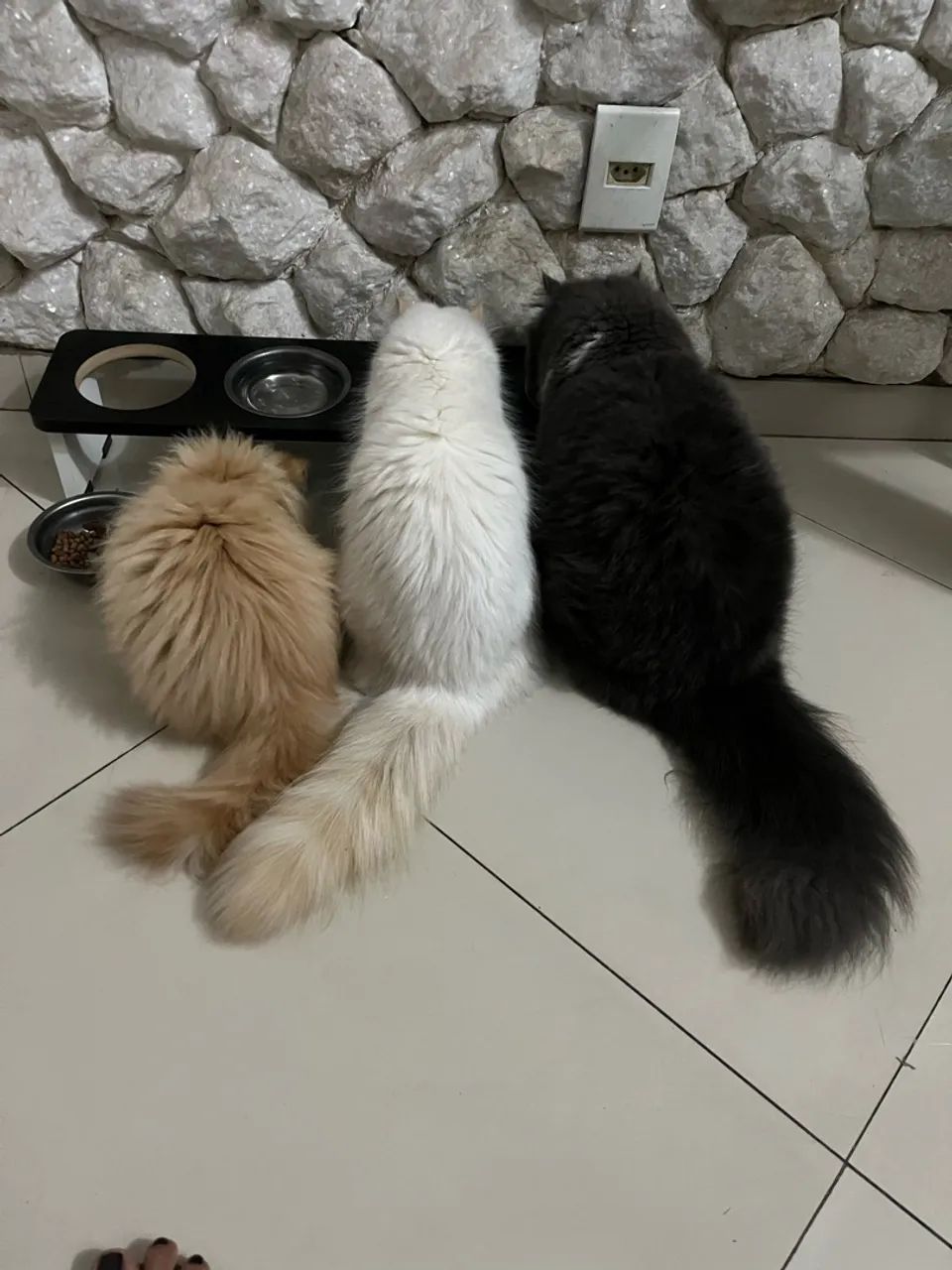 Gato persa macho  - Foto 3