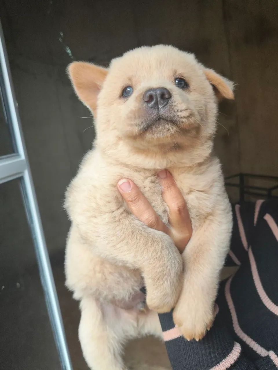 Chow Chow 