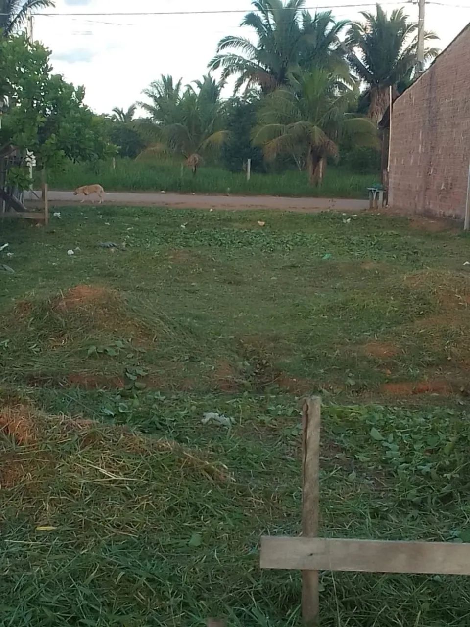 Vendo terreno na zona leste  - Foto 4