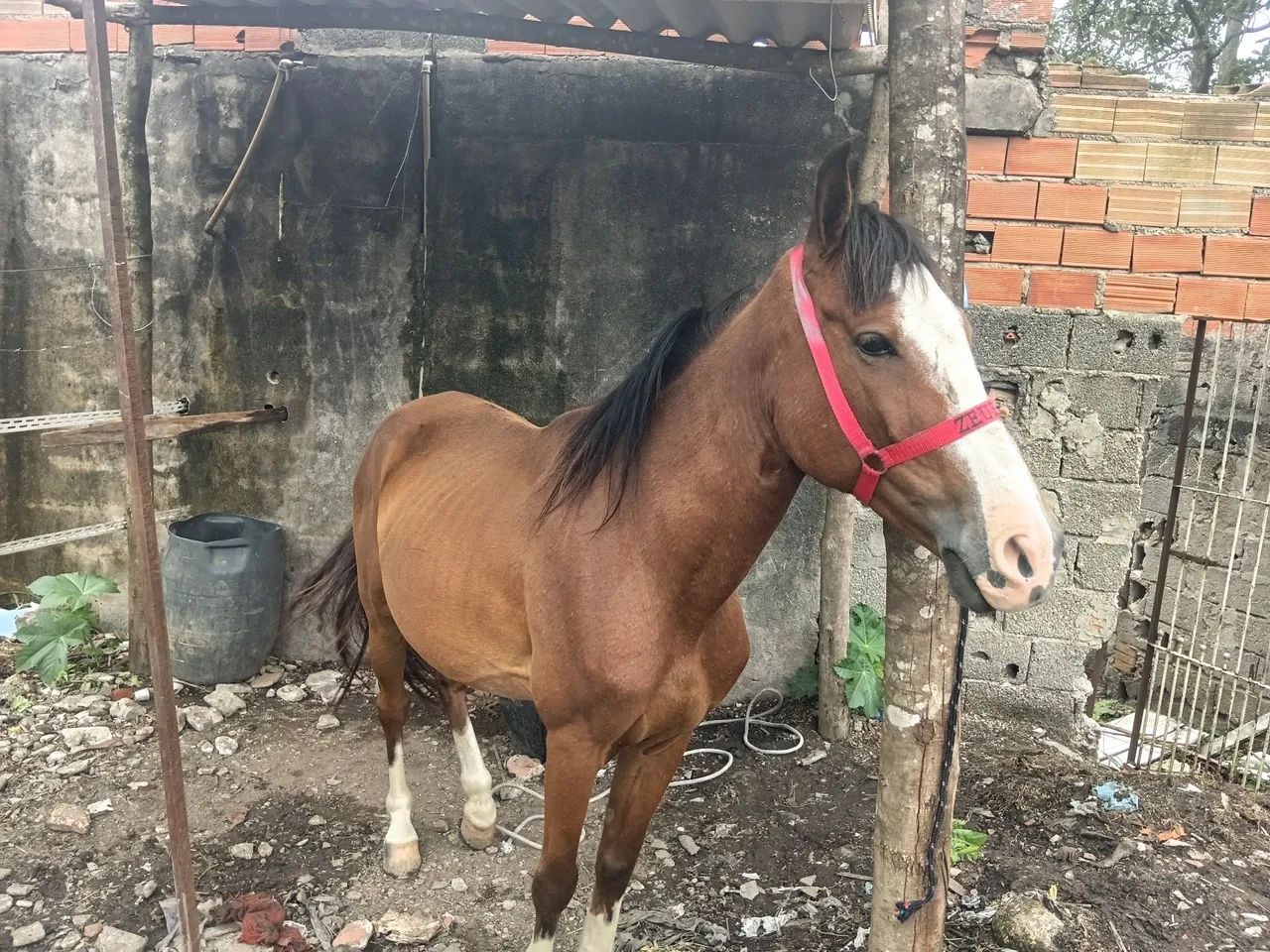 Vendo um cavalo manso dosso uma criança montar ID - Foto 5
