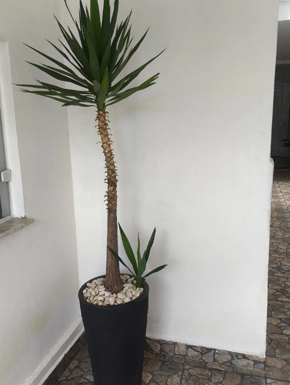 Vaso de planta - Foto 4