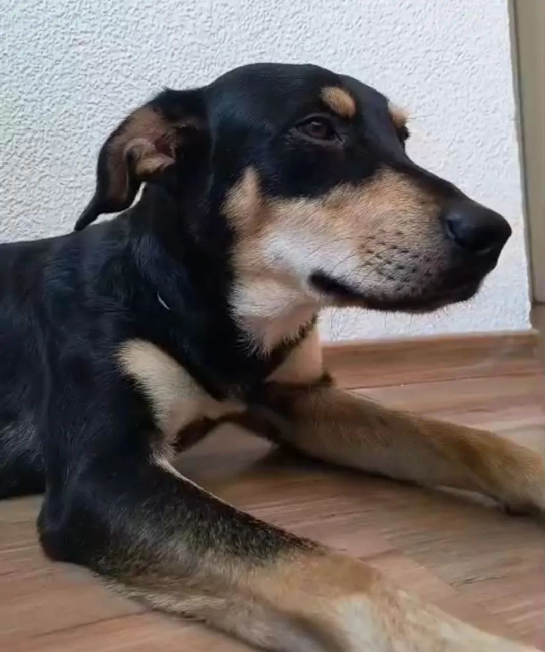 Doação macho grande