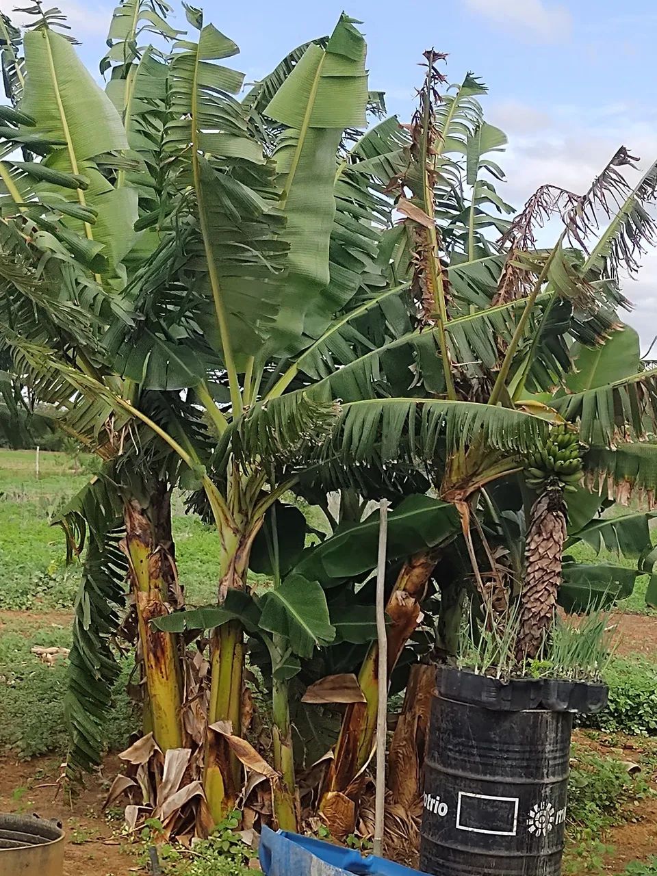 Venda de área rural  - Foto 3