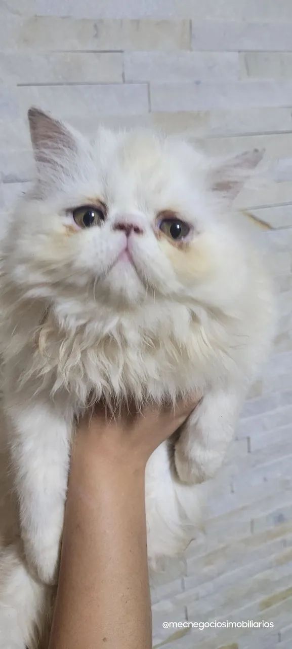 Gato persa65685579400706125