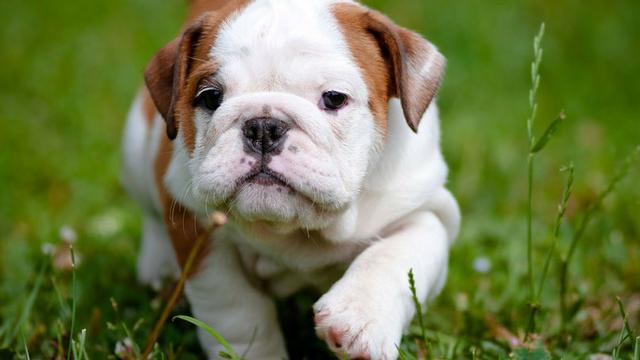 Bulldog Inglês Bulldog Ingles filhotes pedigree