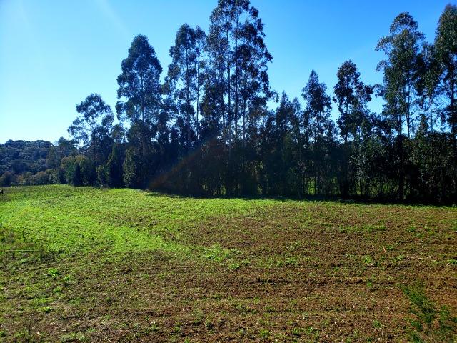 Belo Sítio com 30 hectares as Margens do Rio Canoas, em Rio Rufino - Foto 12