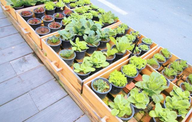 Horta em casa!