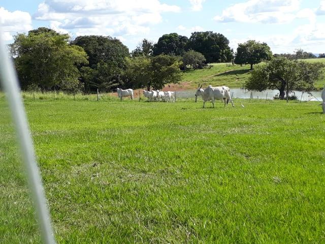 Fazenda Terra de cultura Há 10 km de Arenapolis Mato Grasso - Foto 10