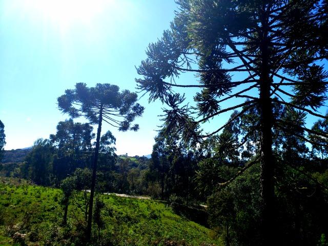 Belo Sítio com 30 hectares as Margens do Rio Canoas, em Rio Rufino - Foto 7