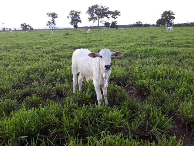 Fazenda Terra de cultura Há 10 km de Arenapolis Mato Grasso - Foto 17