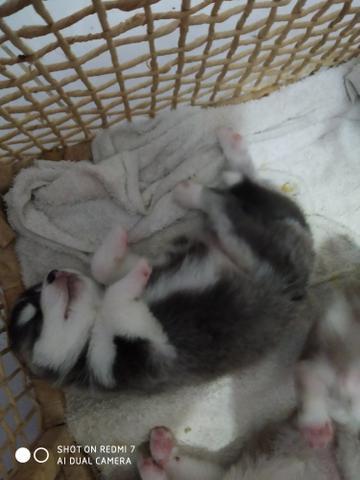 Husky - Foto 2