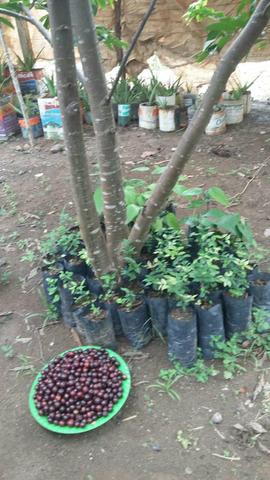 Vendo mudas cúpu biriba pitanga acai 3reais cada - Foto 2