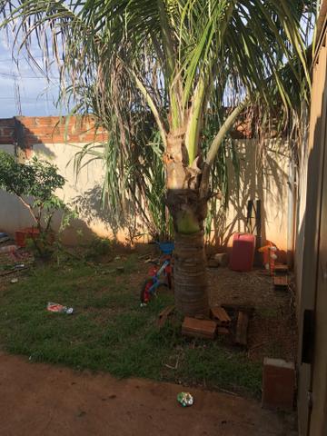 Ágio de casa no setor ponta kaiana. - Foto 11
