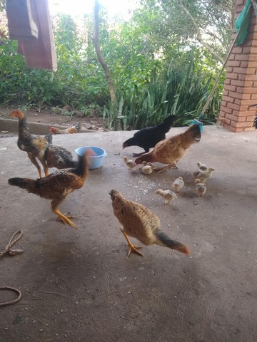 Frangos, galos e galinhas-caipira - Foto 3