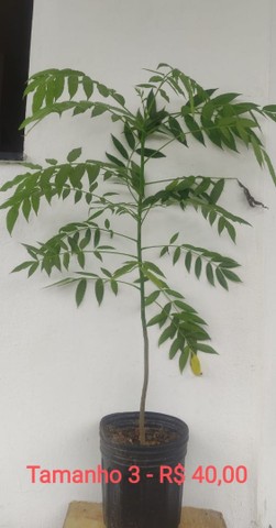 Mini Cajá- Manga ou Mini Canarana: - pode ser plantadas em vasos . 