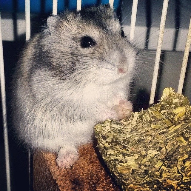Hamster anão - Filhotes bem pequenos - Foto 4