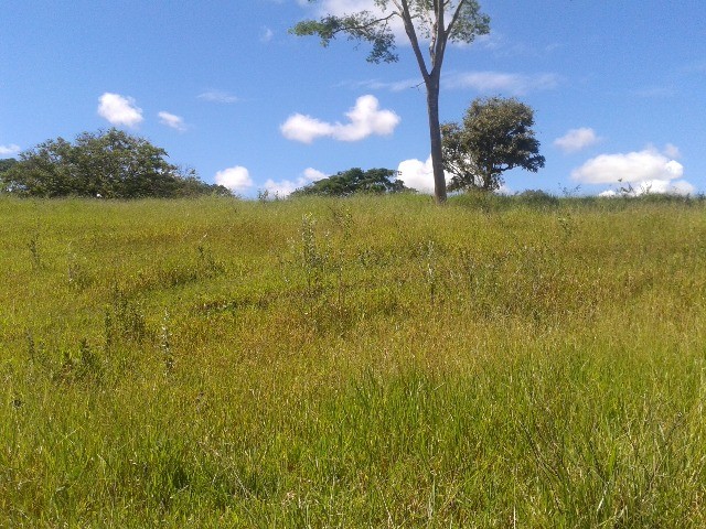 50 hectares a 25 Km de Campo Grande - Foto 6