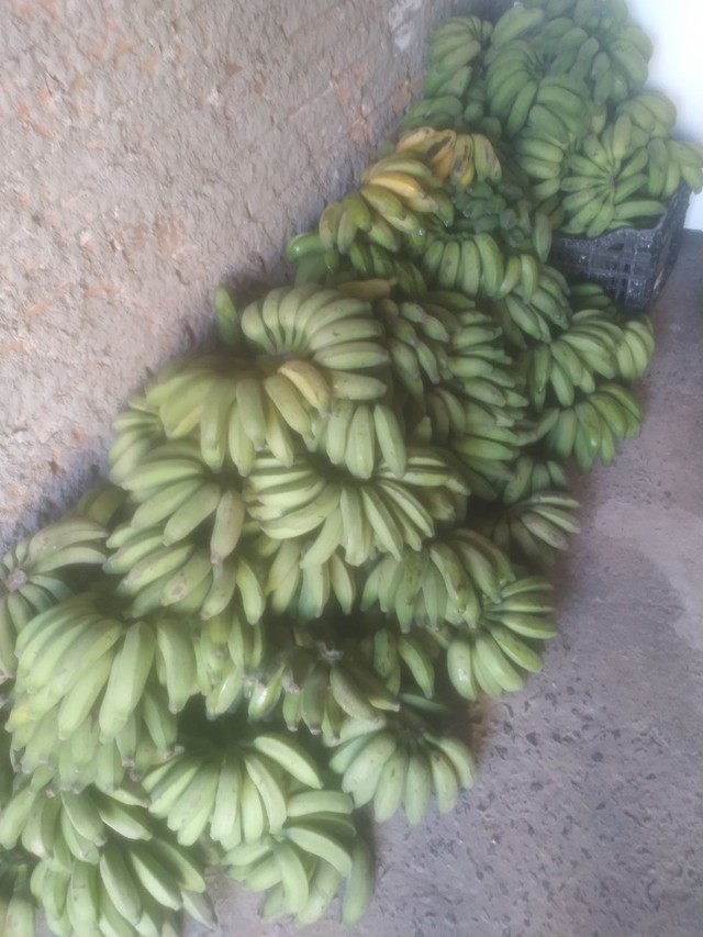 Vendo banana prata  - Foto 3