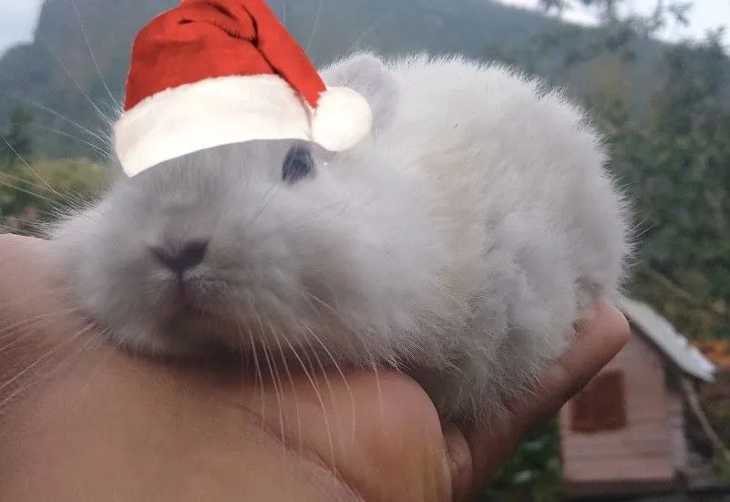 Coelhinho  mini lop pet