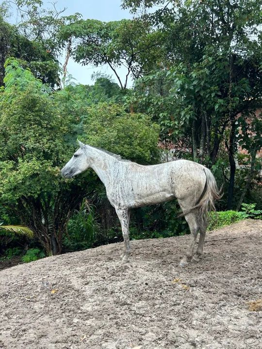 Égua Mangalarga Marchador, neta do Fator (vendo ou troco )  - Foto 3