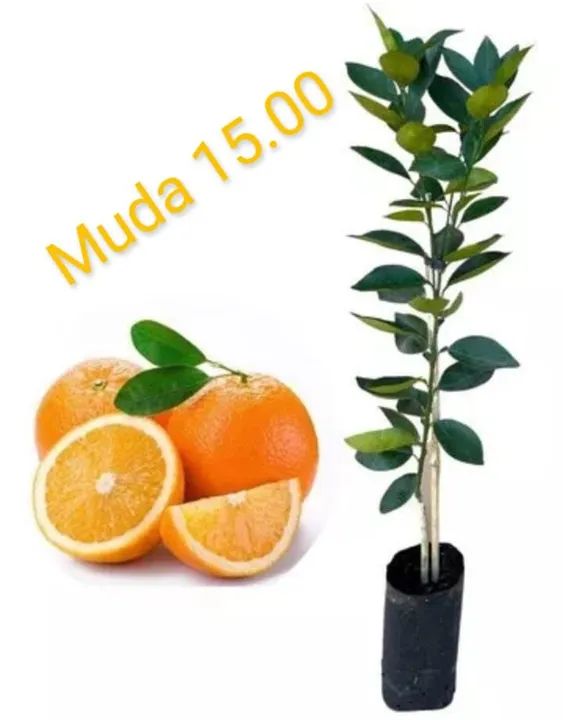 Mudas - Foto 5