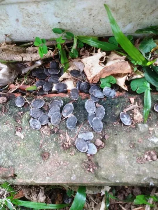 ? Sementes de Bucha Vegetal! ? - Foto 2