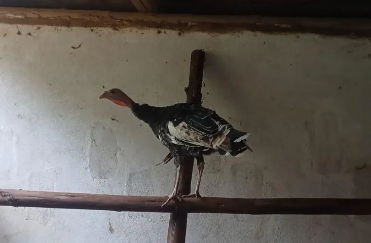 Perus 1 macho e 3 fêmeas com 5 meses - Foto 2