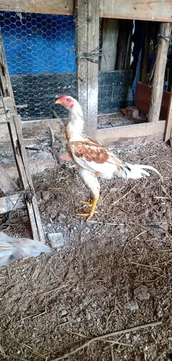 Frangos indio  - Foto 3