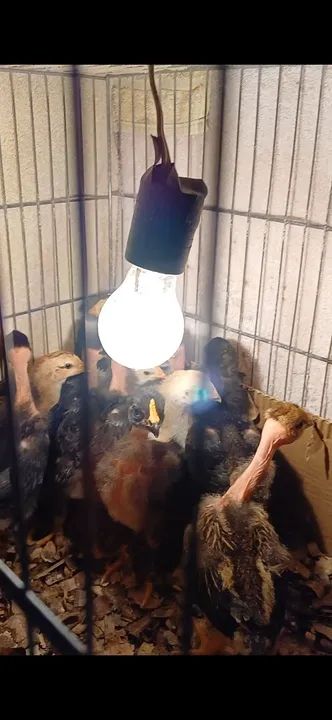 Pintinhos GSB de raça pura para venda - Foto 2