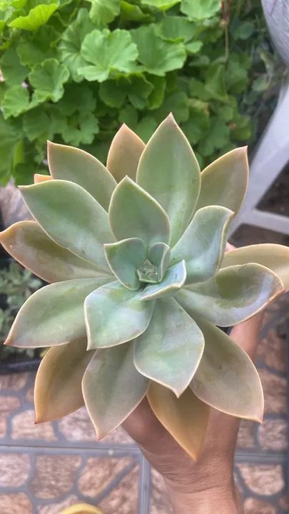 Suculenta Graptopetalum paraguayense - 1 Muda