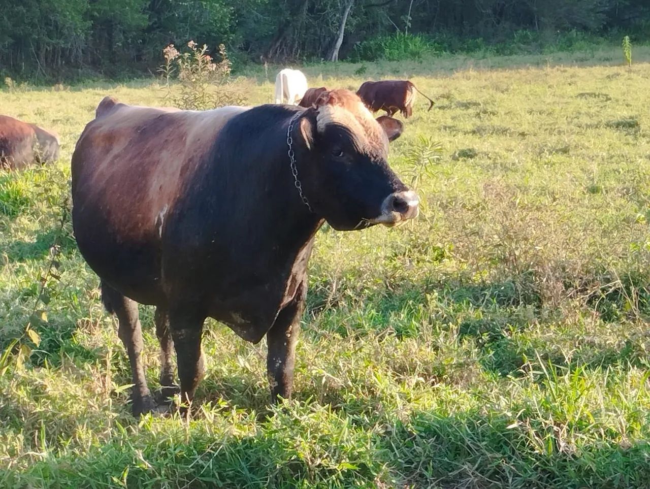 Touro no Pasto - Animais para Agropecuária - Foto 4