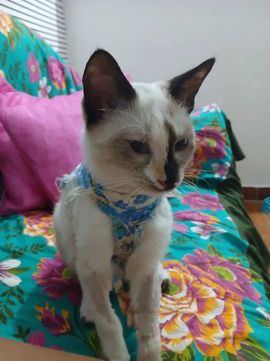 Gata Tonquinês castrada - Foto 2