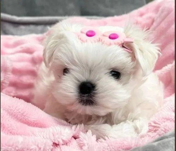 Maltês - Filhotes Brancos e Pequenos! Machos e Fêmeas Disponíveis para venda!