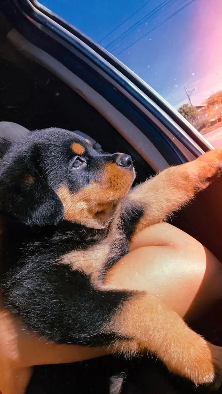 Filhote de Rottweiler disponível ou troco por outro porte pequeno