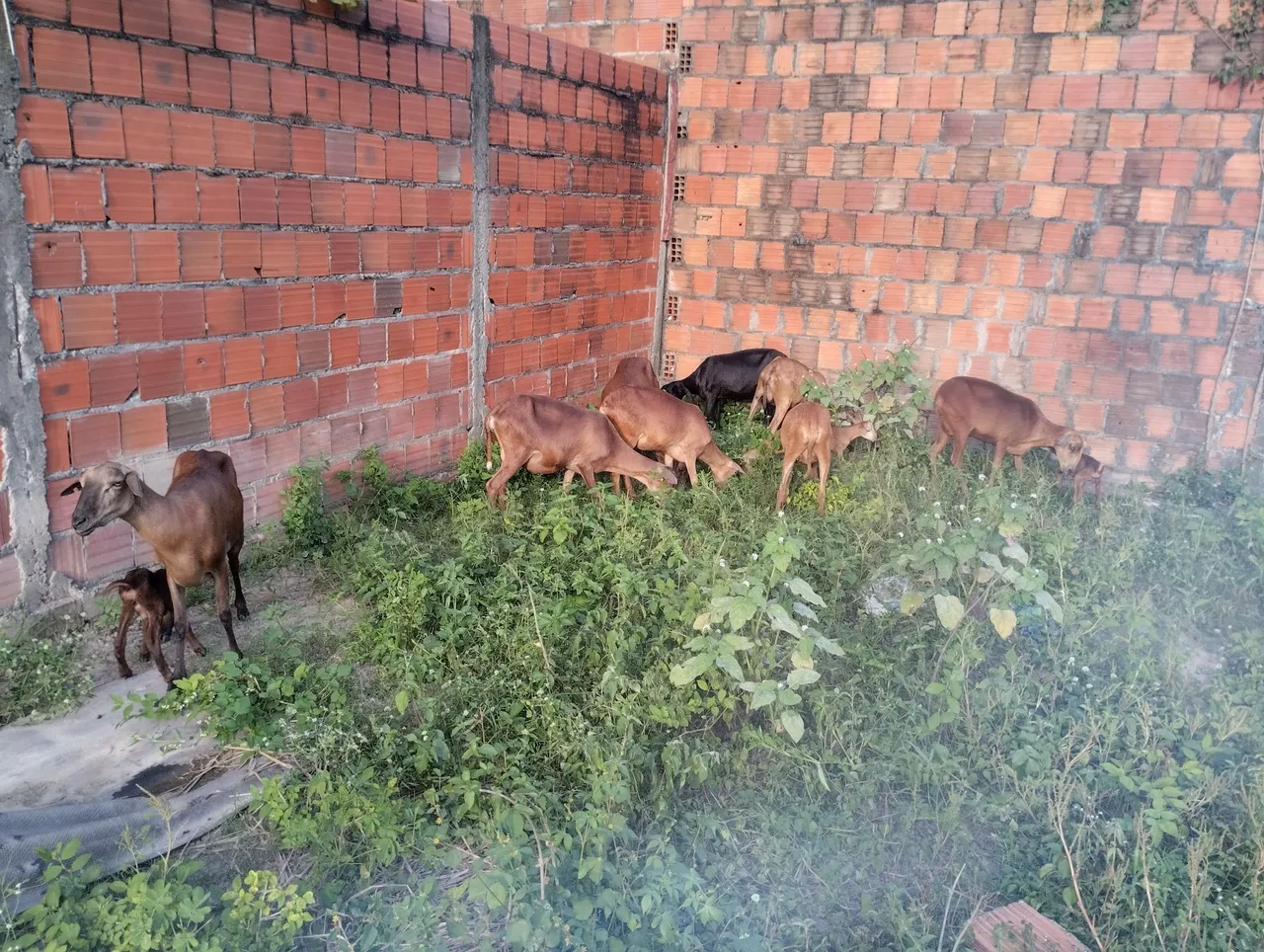 Vendo ovelhas morada nova 