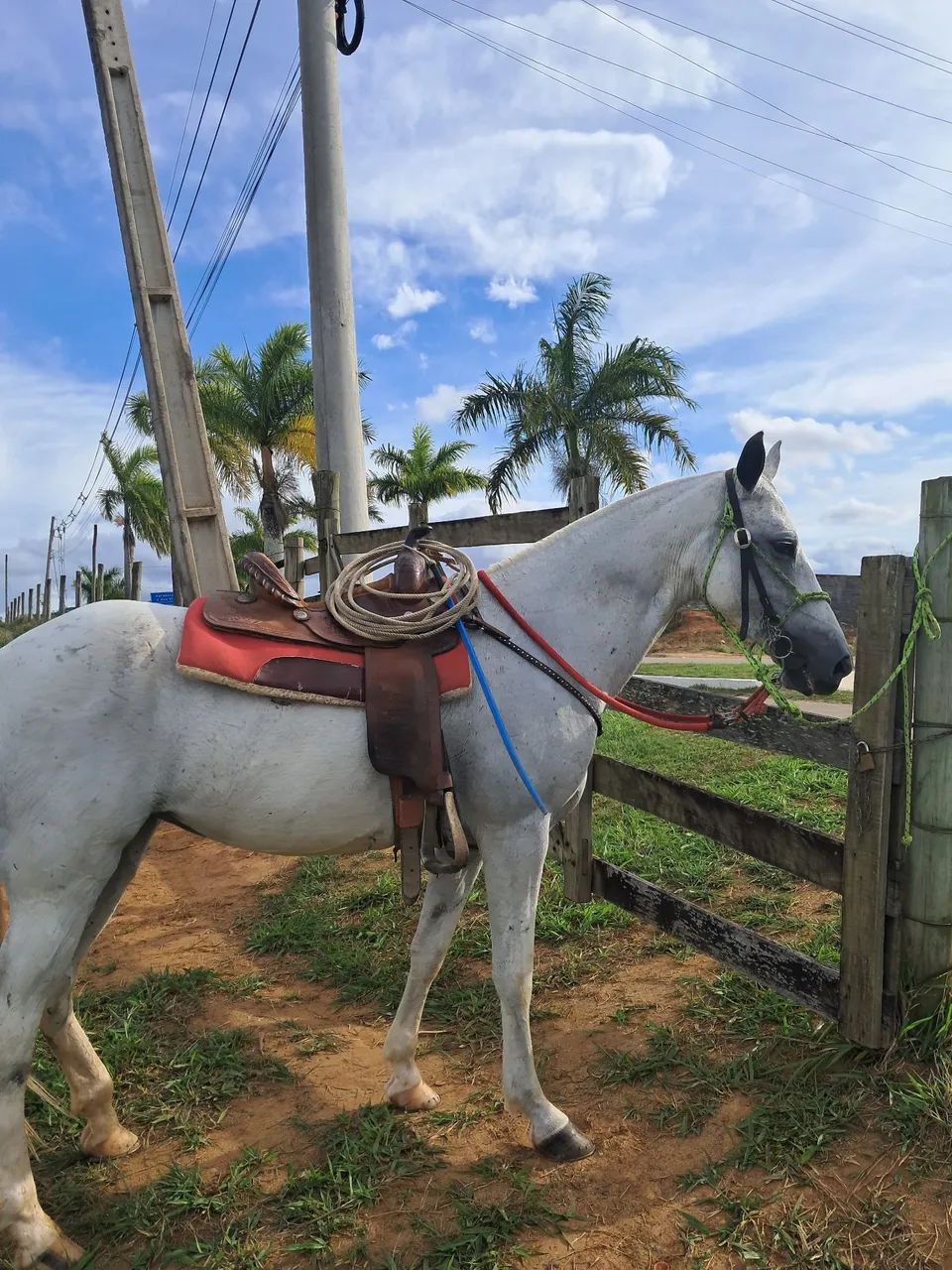 Egua marcha picada sem documento  - Foto 2