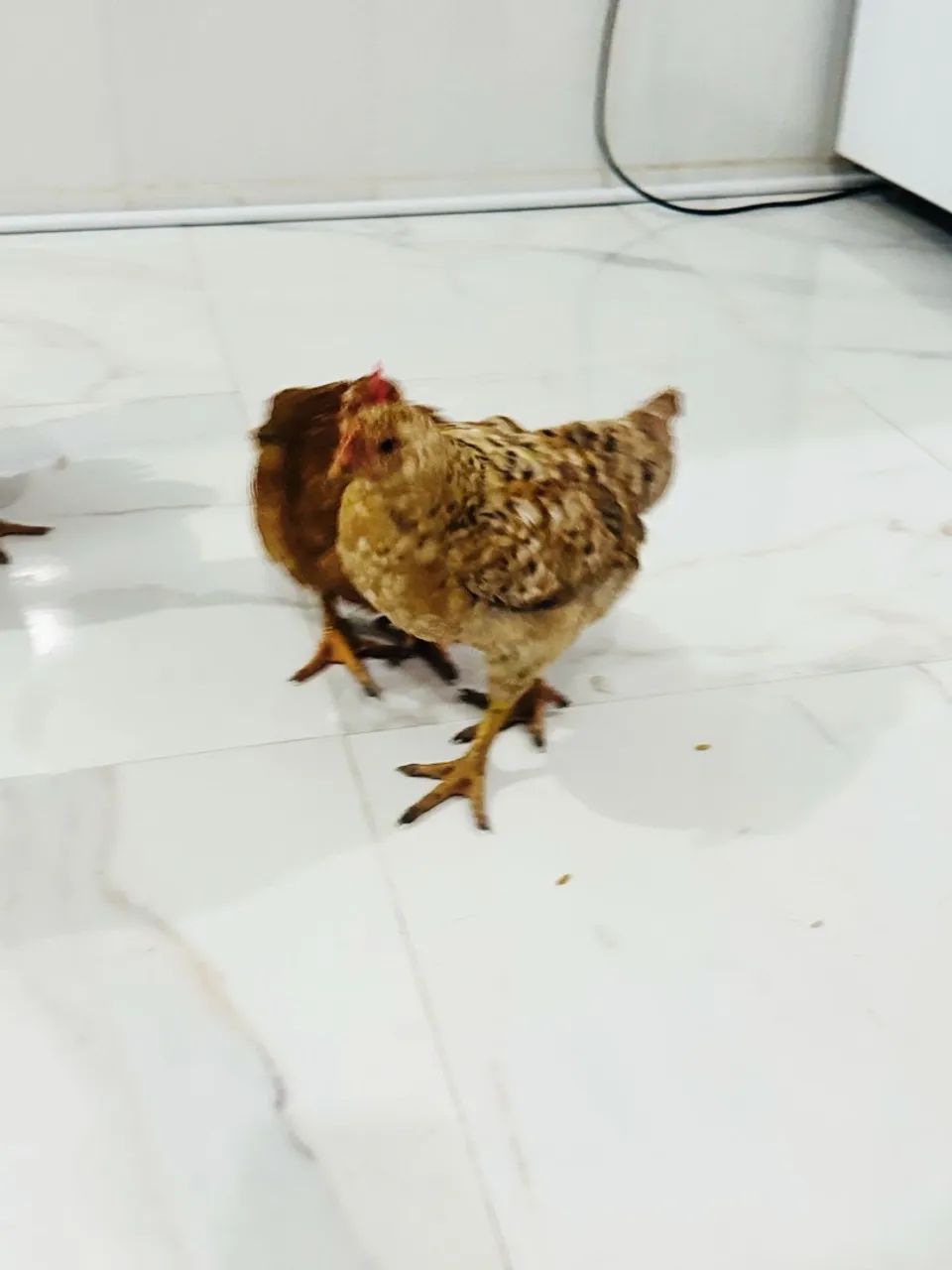 Vendo frangos e frangas  - Foto 3